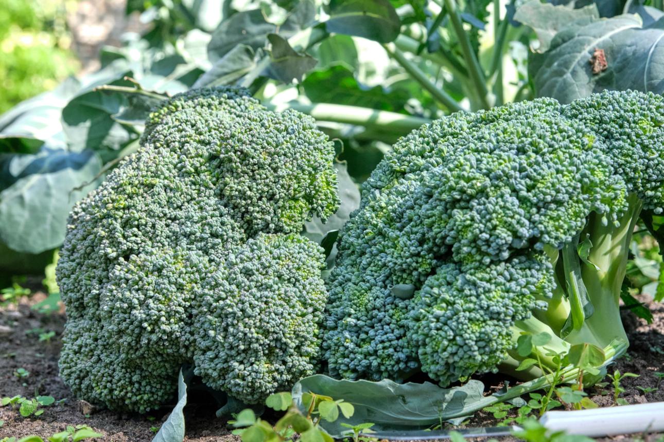 Broccoli